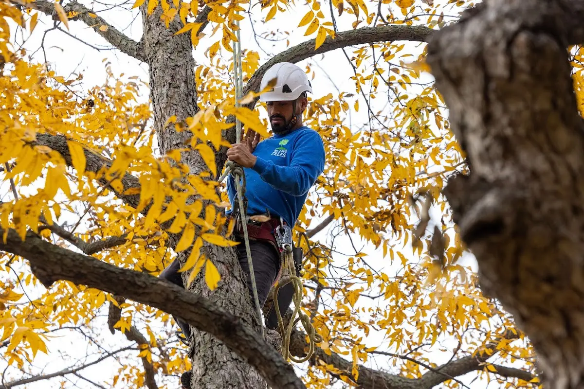 Skilled Storm Damage Cleanup crew working in Berry Creek